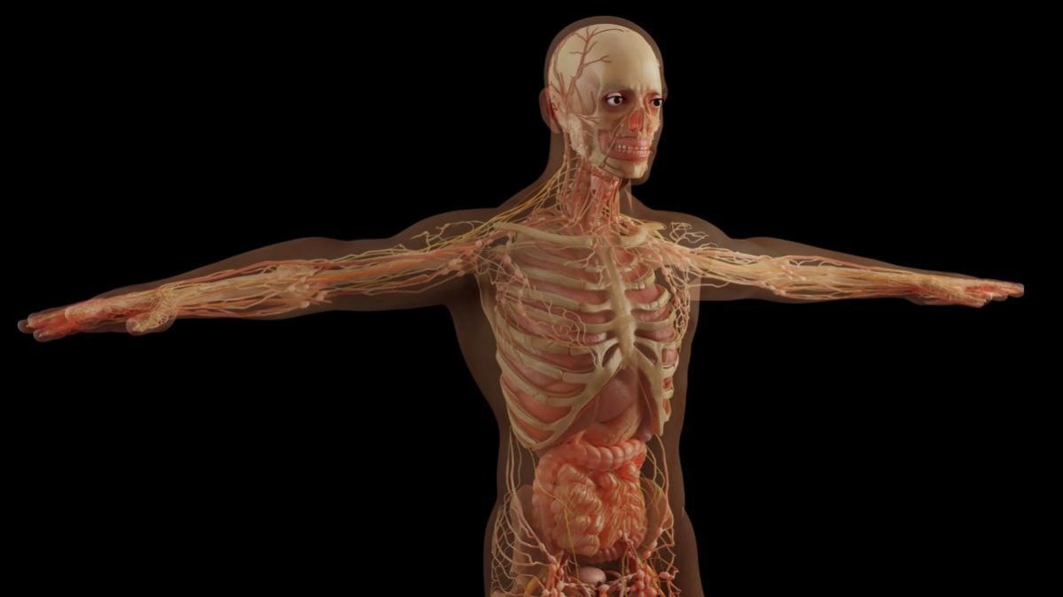 Cintura pélvica - Osteología del MI, Slides de Anatomia